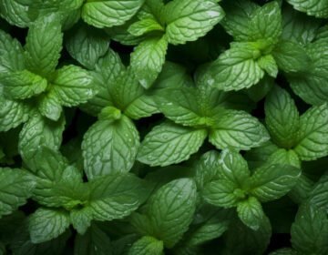 Homemade menthol balm