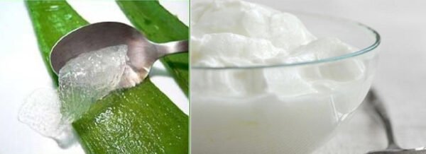 Use-of-Curd-or-Aloe-Vera