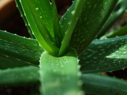Benefits of Aloe Vera tooth gel for the beautiful teeth, Girlsnbeauty.com
