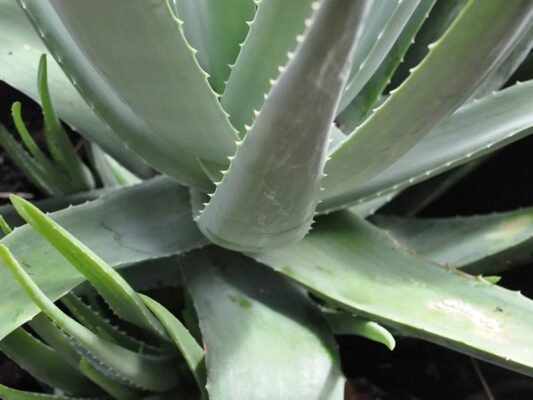 Benefits of Aloe Vera tooth gel for the beautiful teeth, Girlsnbeauty.com